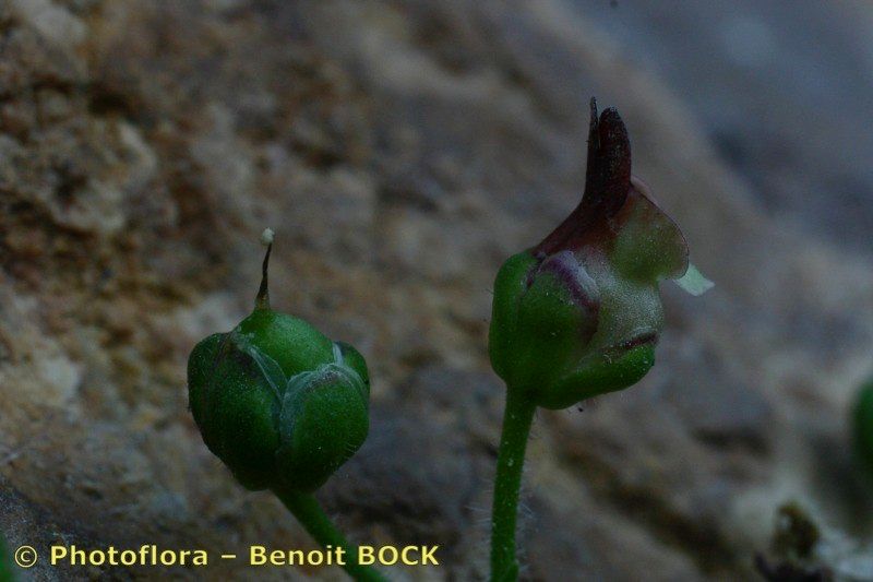 Scrophularia pyrenaica fruit
