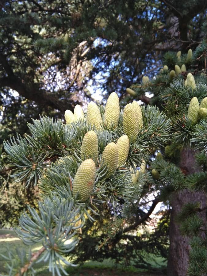 Cedrus libani flower