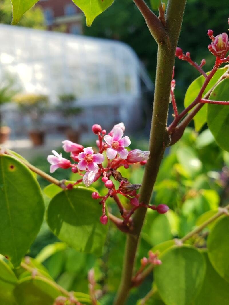Averrhoa carambola flower
