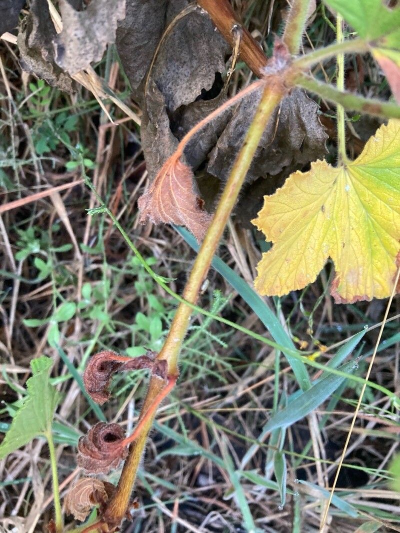 Pelargonium × asperum bark