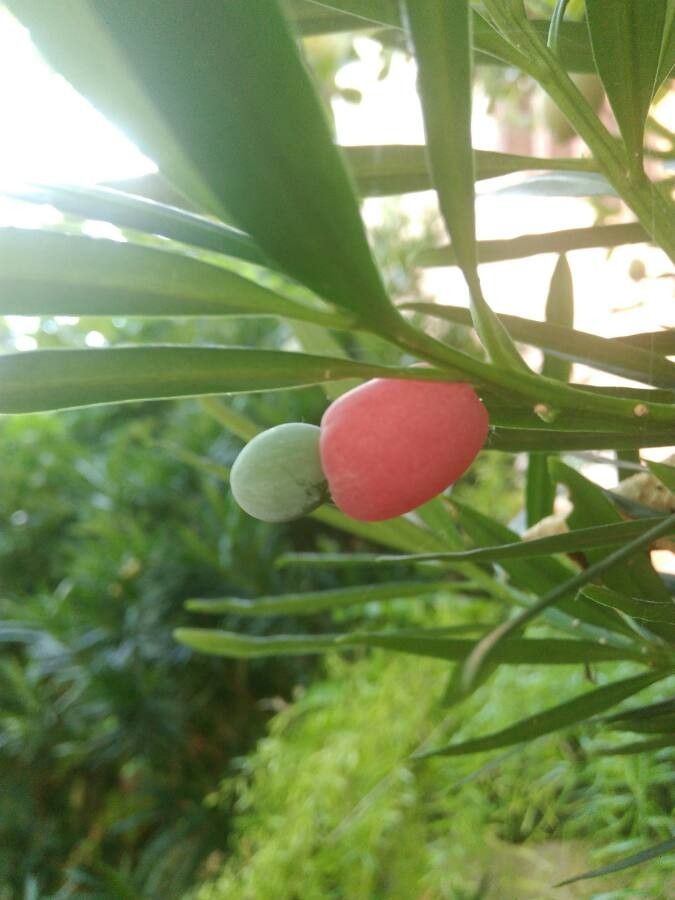 Podocarpus polyspermus fruit