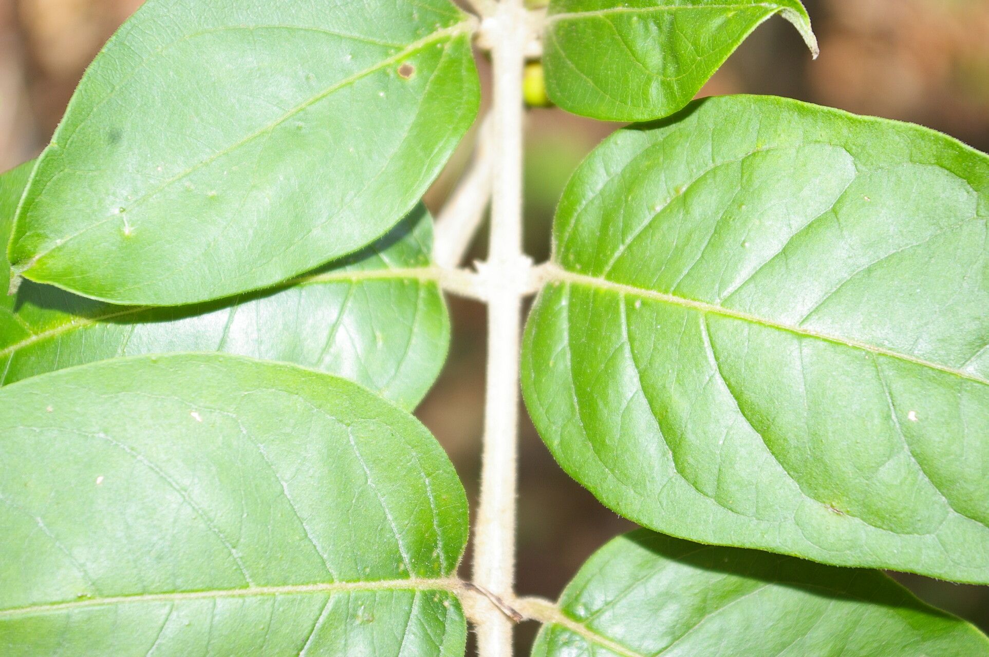 Aegiphila deppeana bark