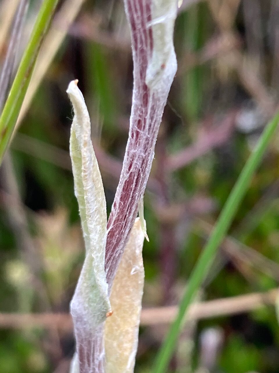 Mniodes longifolia bark
