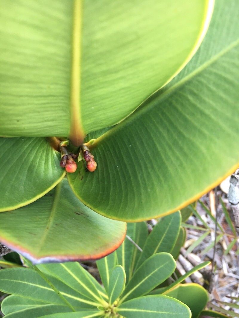 Garcinia amplexicaulis flower