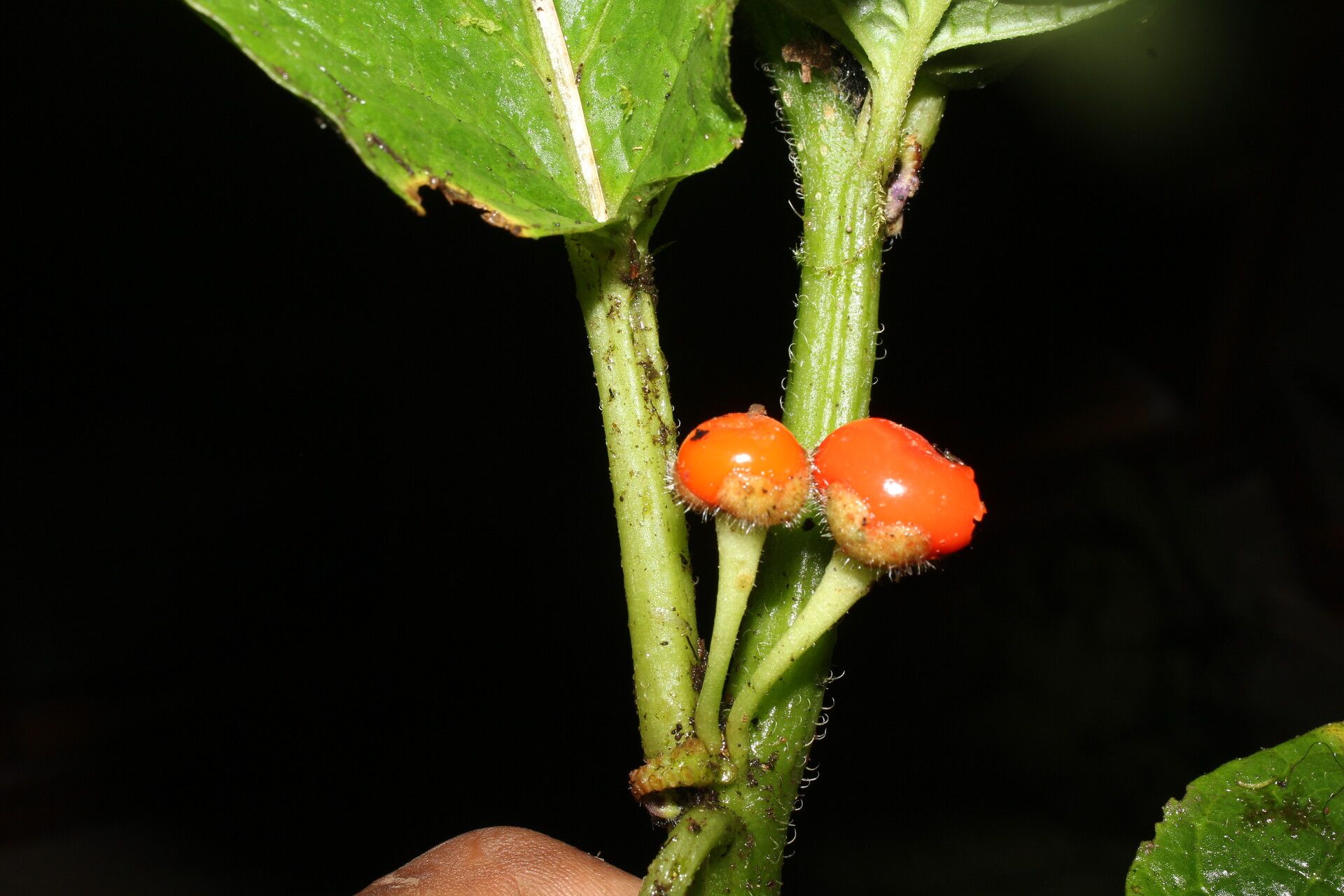 Pharus vittatus fruit