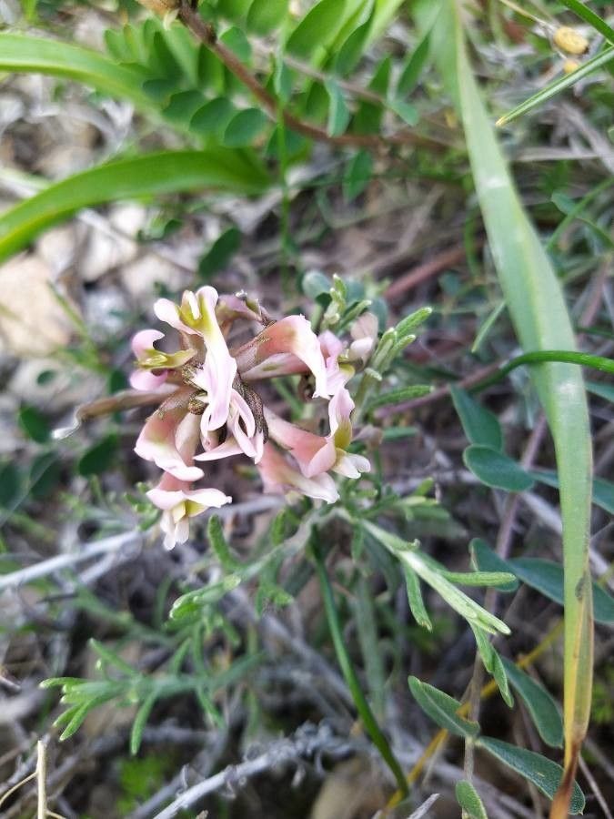 Astragalus spruneri flower