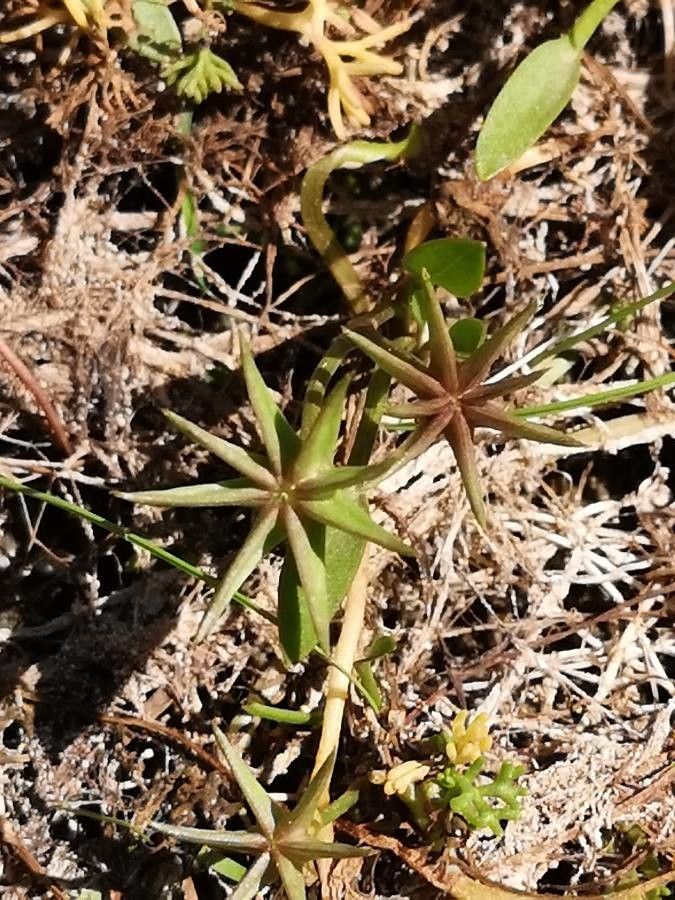 Damasonium polyspermum fruit