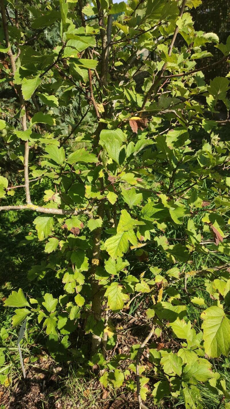 Crataegus maximowiczii habit
