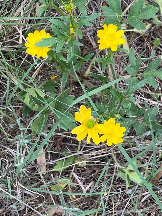 Ranunculus macranthus flower