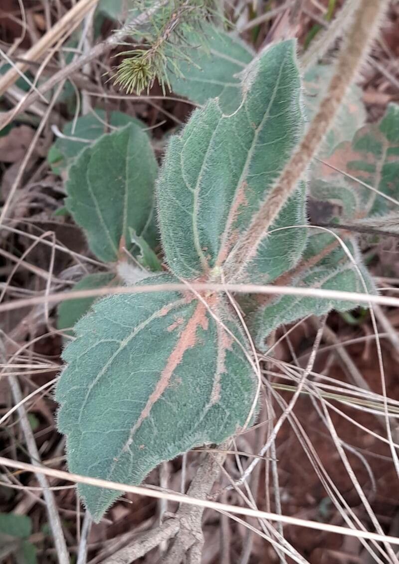 Calea uniflora — houseplant care guide