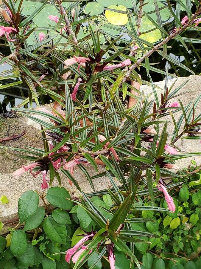Columnea linearis habit