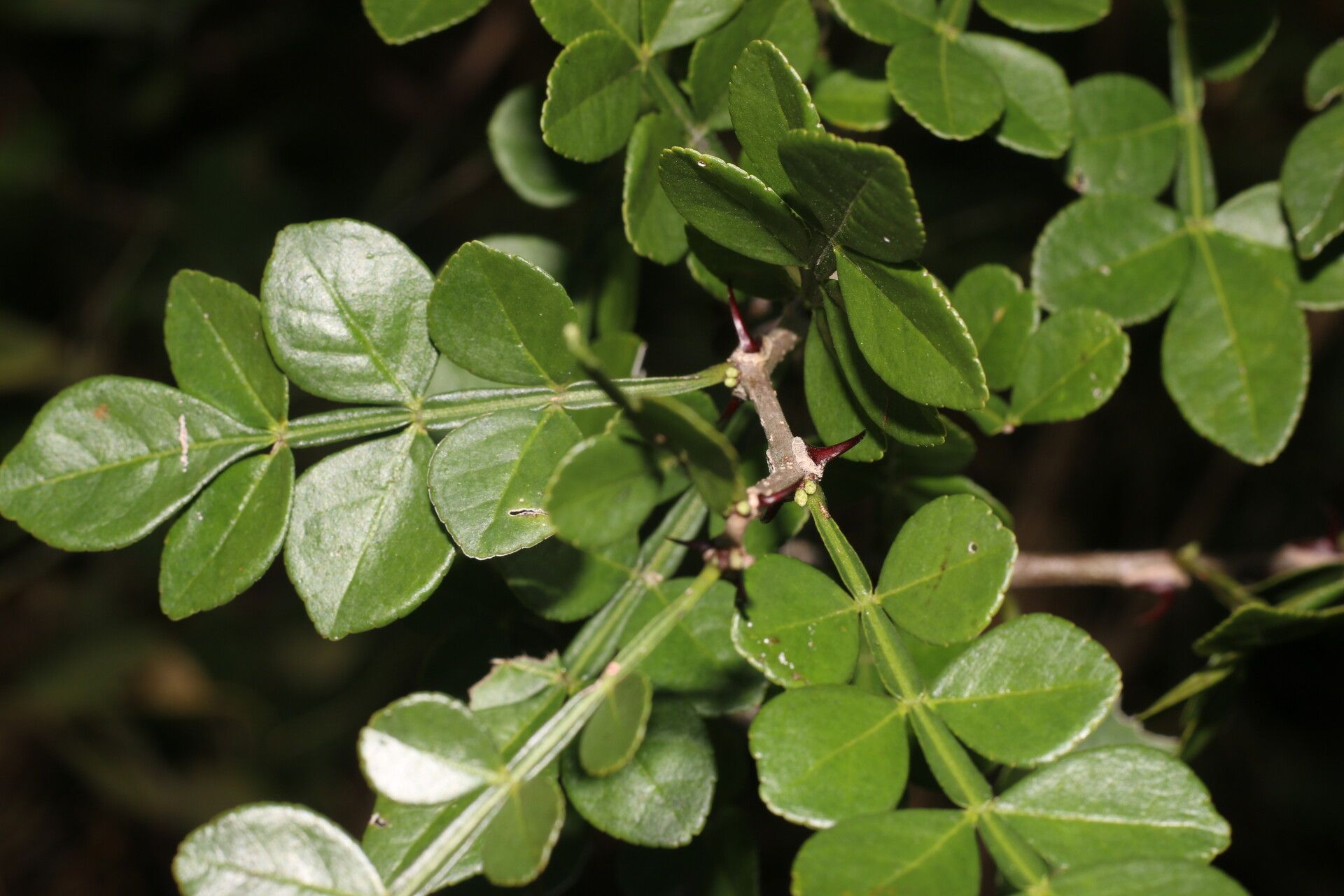 Zanthoxylum limoncello — search result for 'Zanthoxylum'