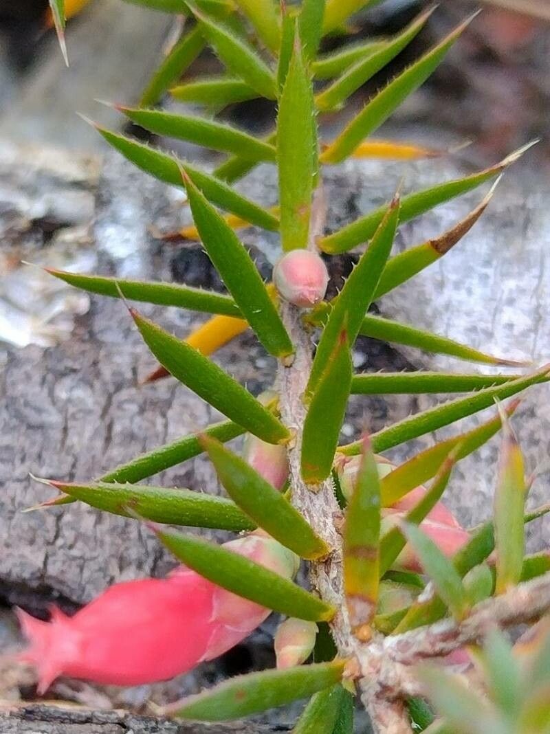 Astroloma humifusum — related species from the same genus