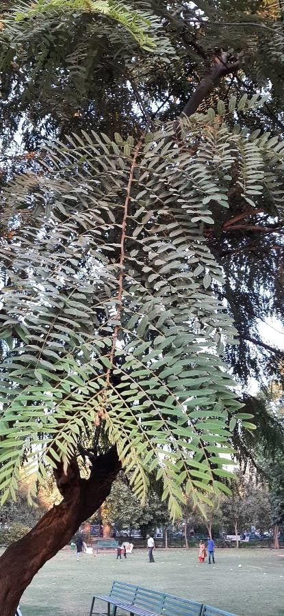 Stryphnodendron microstachyum — related species from the same genus