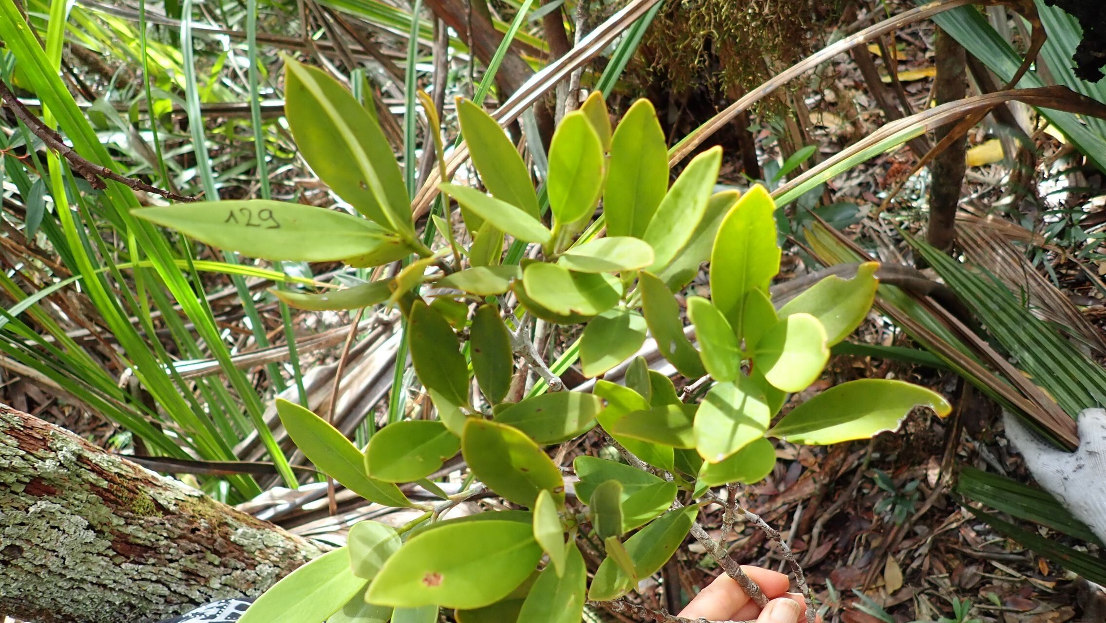 Garcinia hennecartii leaf