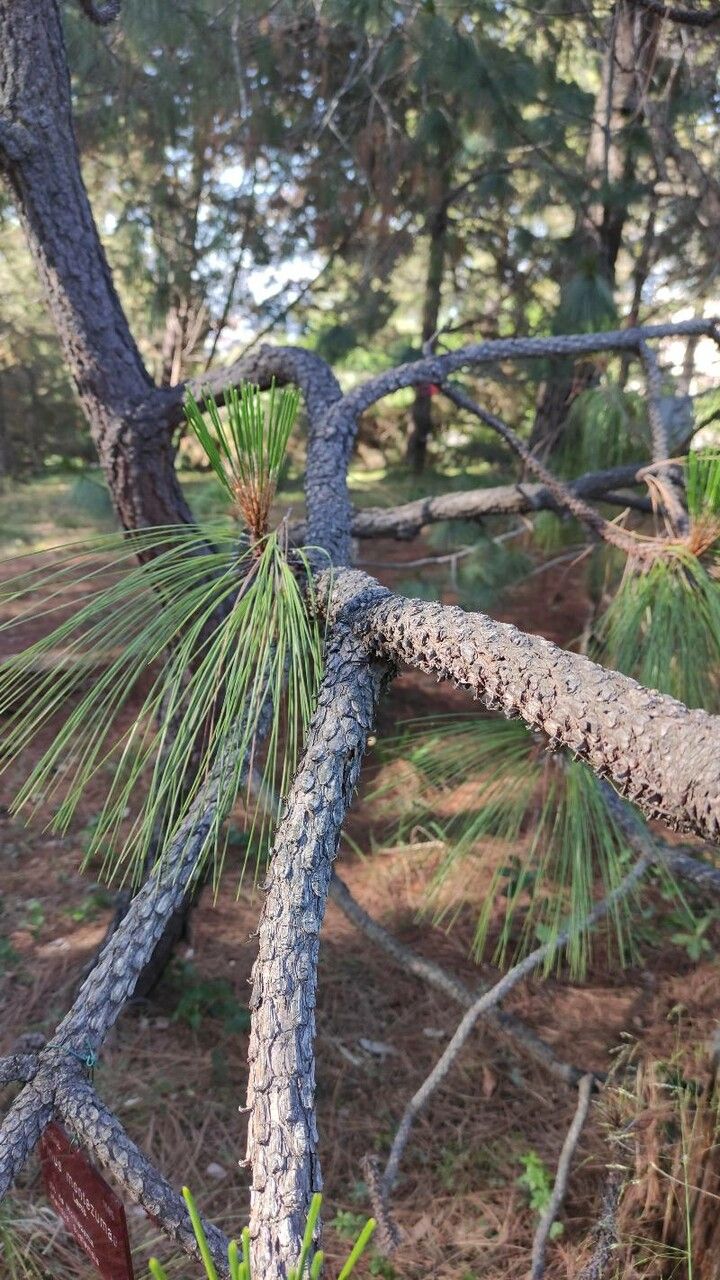Pinus montezumae bark