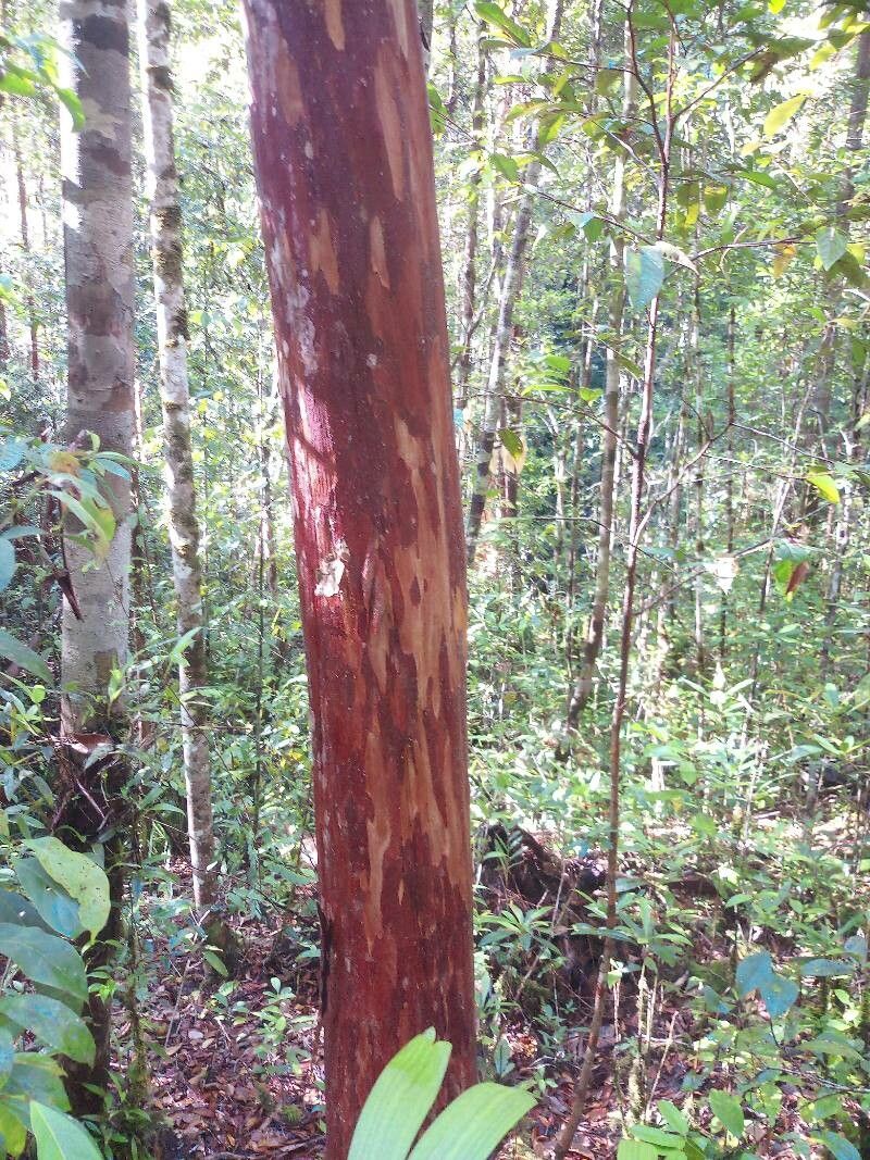 Tristaniopsis obovata bark