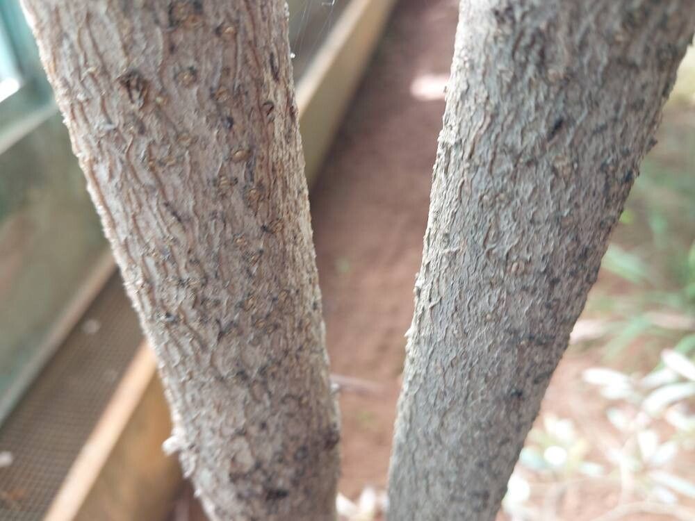 Pittosporum sylvaticum bark