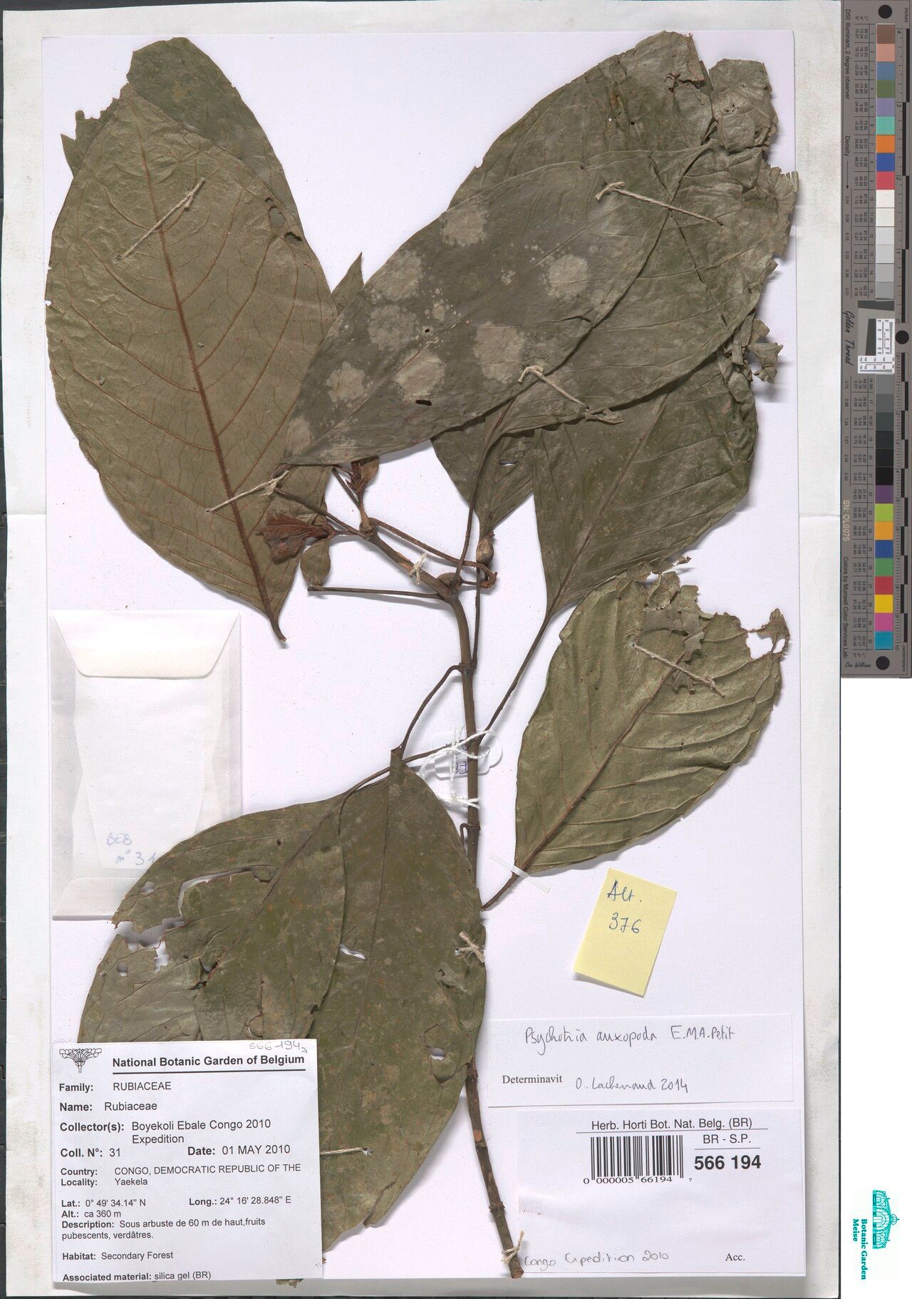 Psychotria auxopoda — houseplant care guide