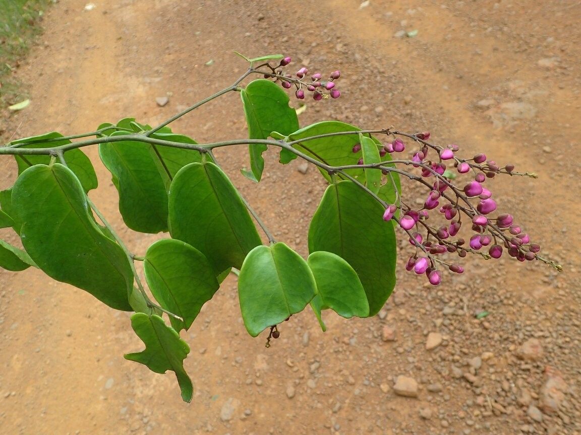 Securidaca welwitschii — houseplant care guide