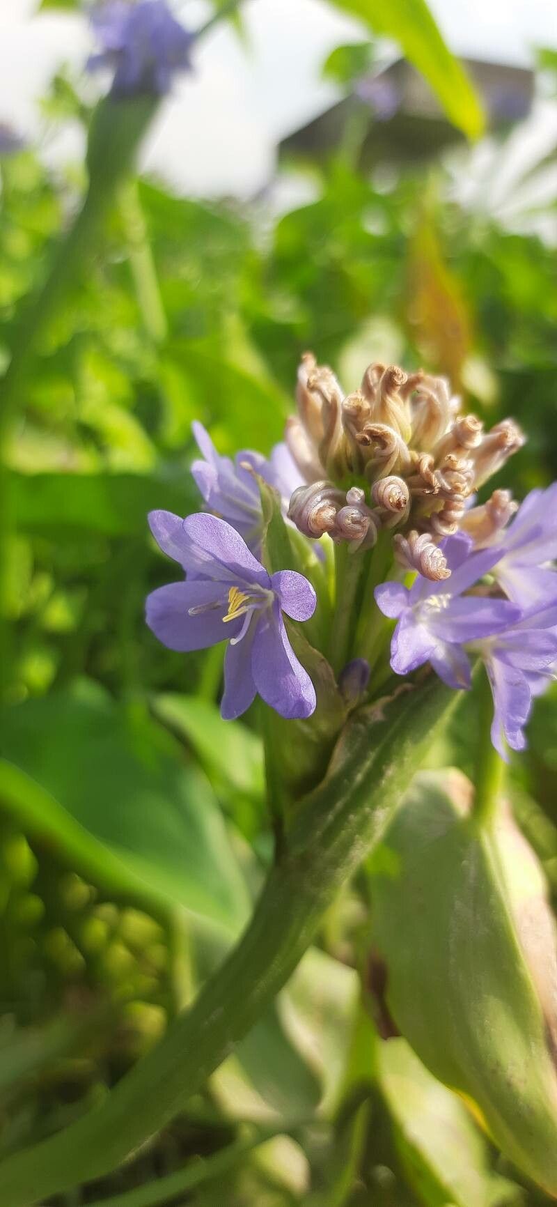 Pontederia hastata flower