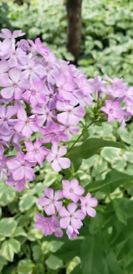 Phlox glaberrima flower