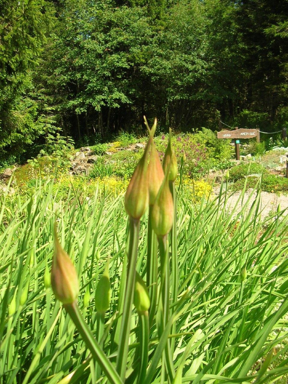 Allium stellatum habit