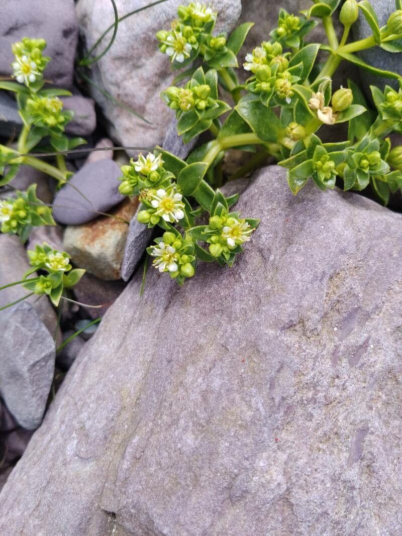 Honckenya peploides flower