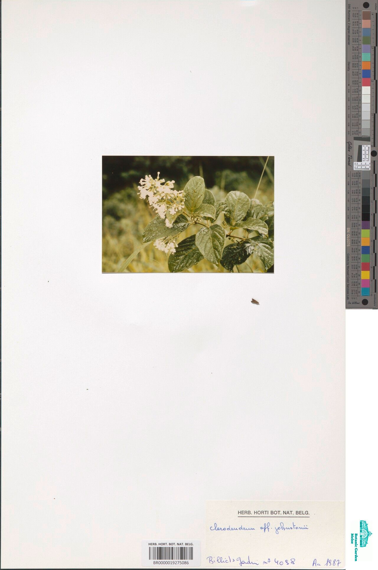 Clerodendrum tanganyikense — houseplant care guide