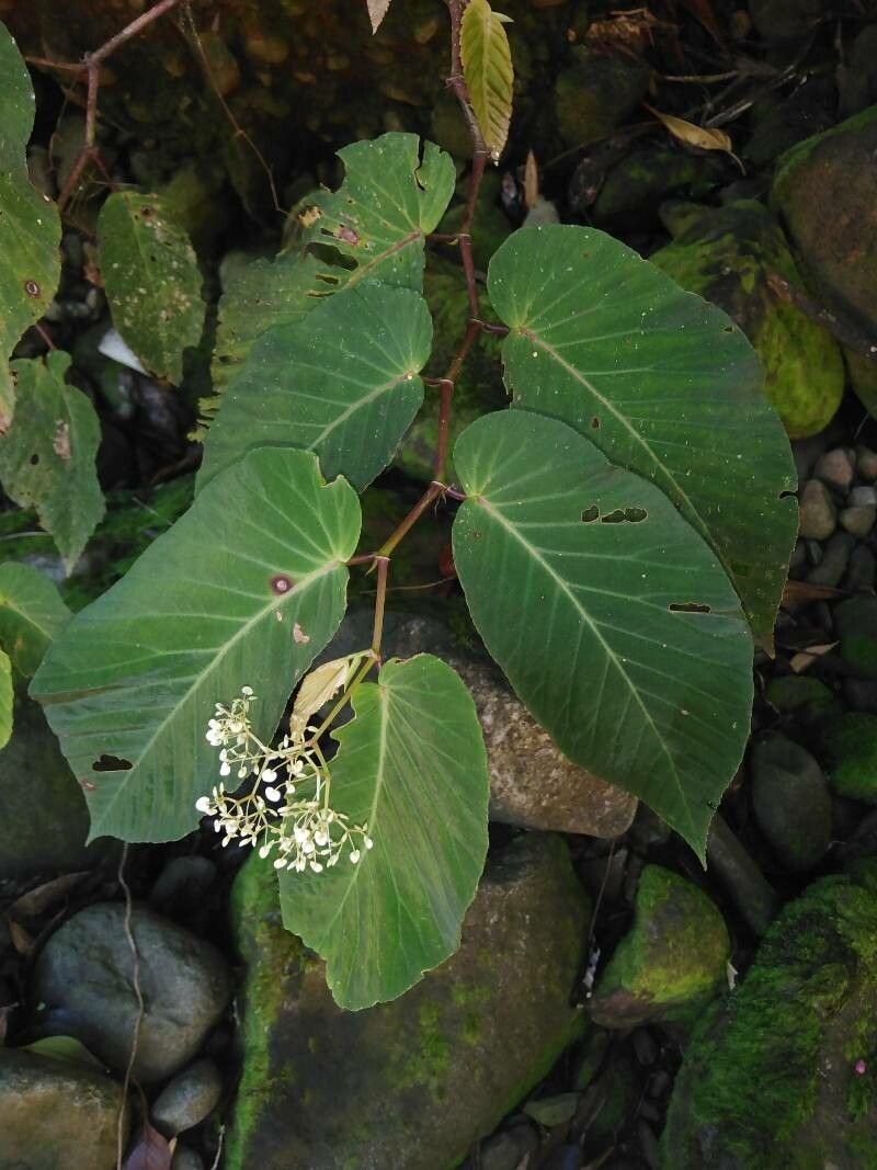 Begonia convallariodora — search result for 'Begonia'