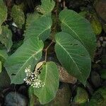 Begonia convallariodora