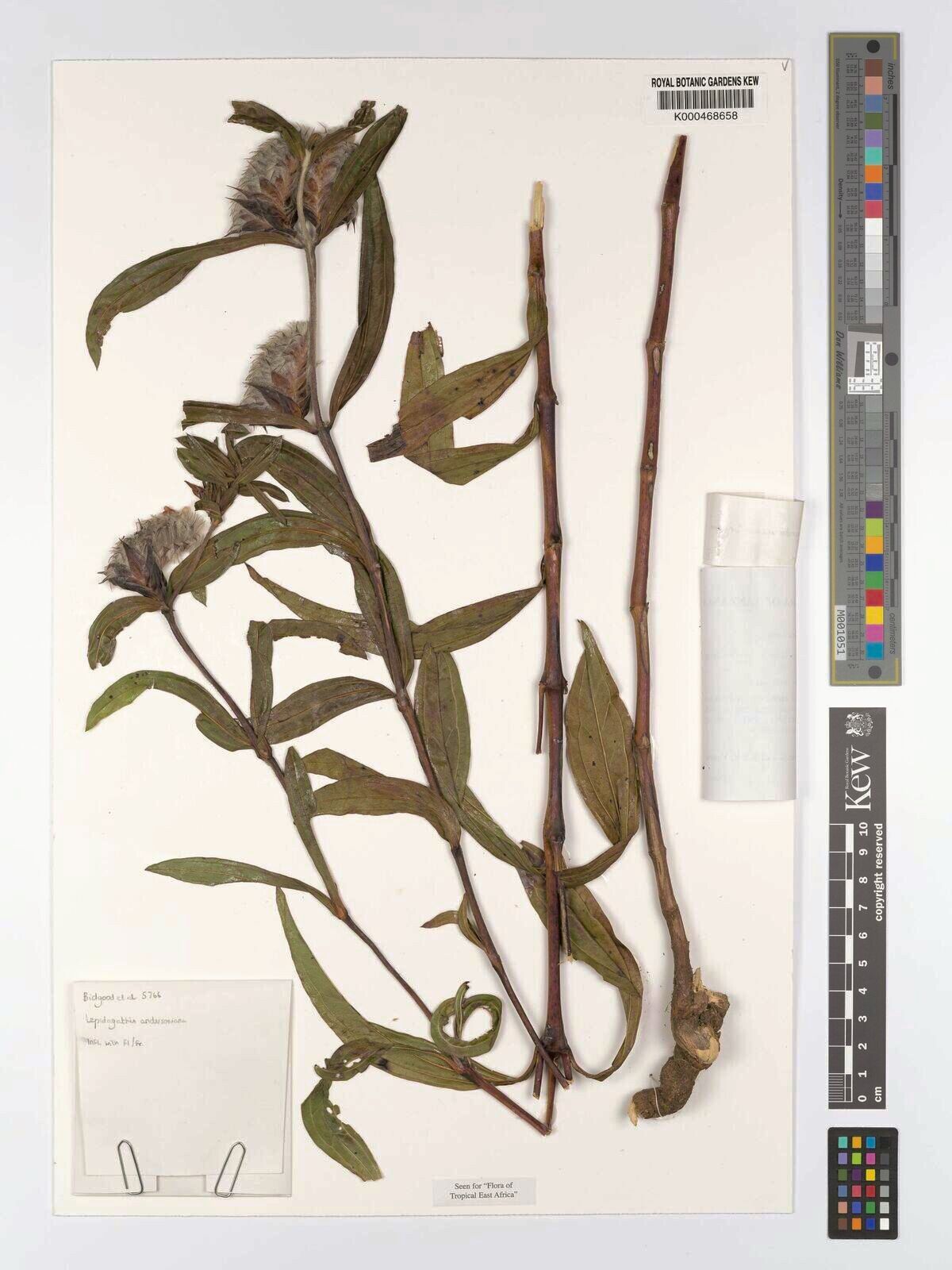 Lepidagathis andersoniana — related species from the same genus