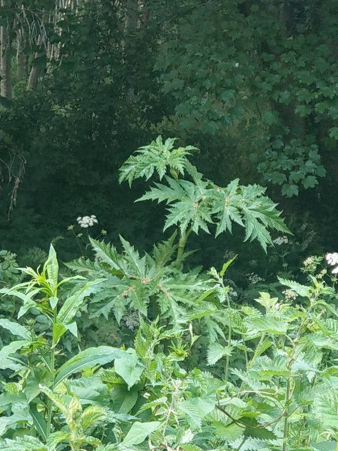 Heracleum mantegazzianum x Heracleum sphondylium — search result for 'Heracleum'