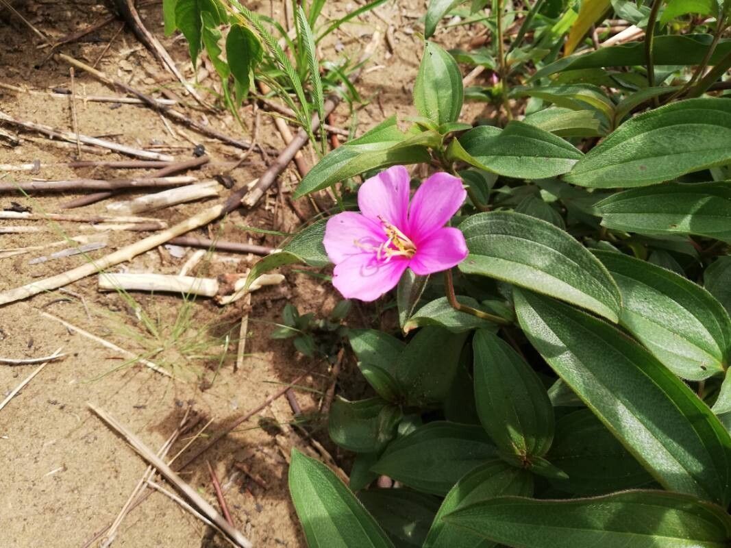 Melastomastrum segregatum flower