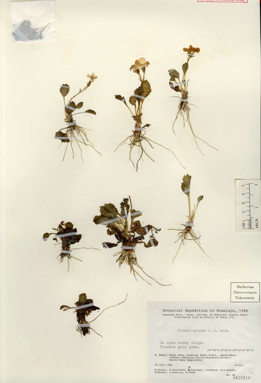 Primula caveana other