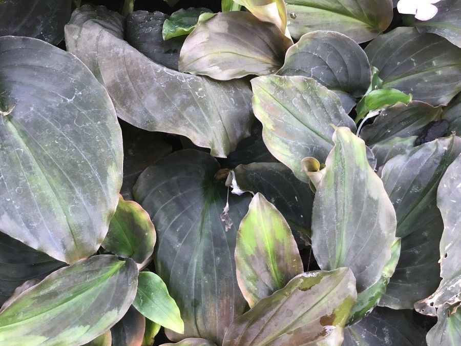 Kaempferia pulchra — related species from the same genus