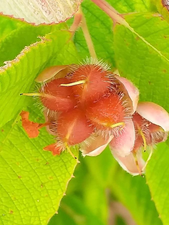 Tetracera boiviniana fruit