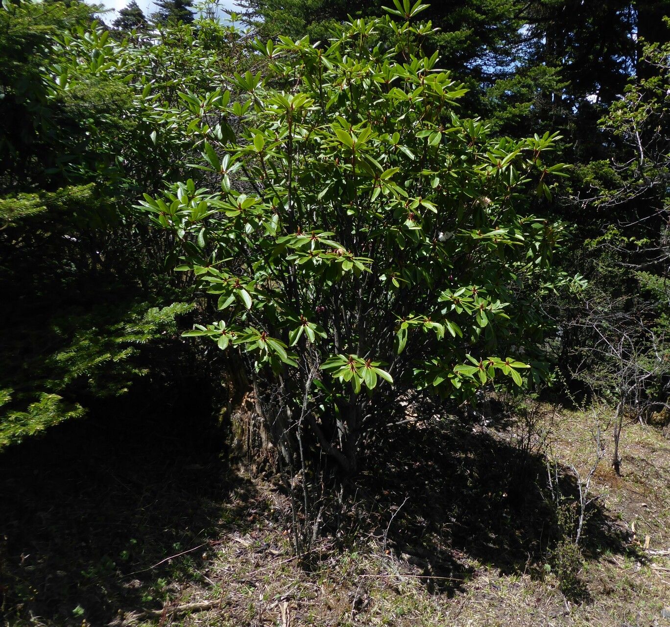 Rhododendron dignabile habit