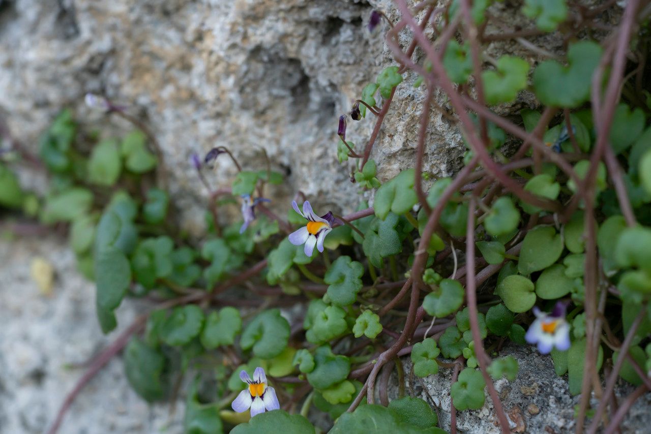 Cymbalaria longipes habit
