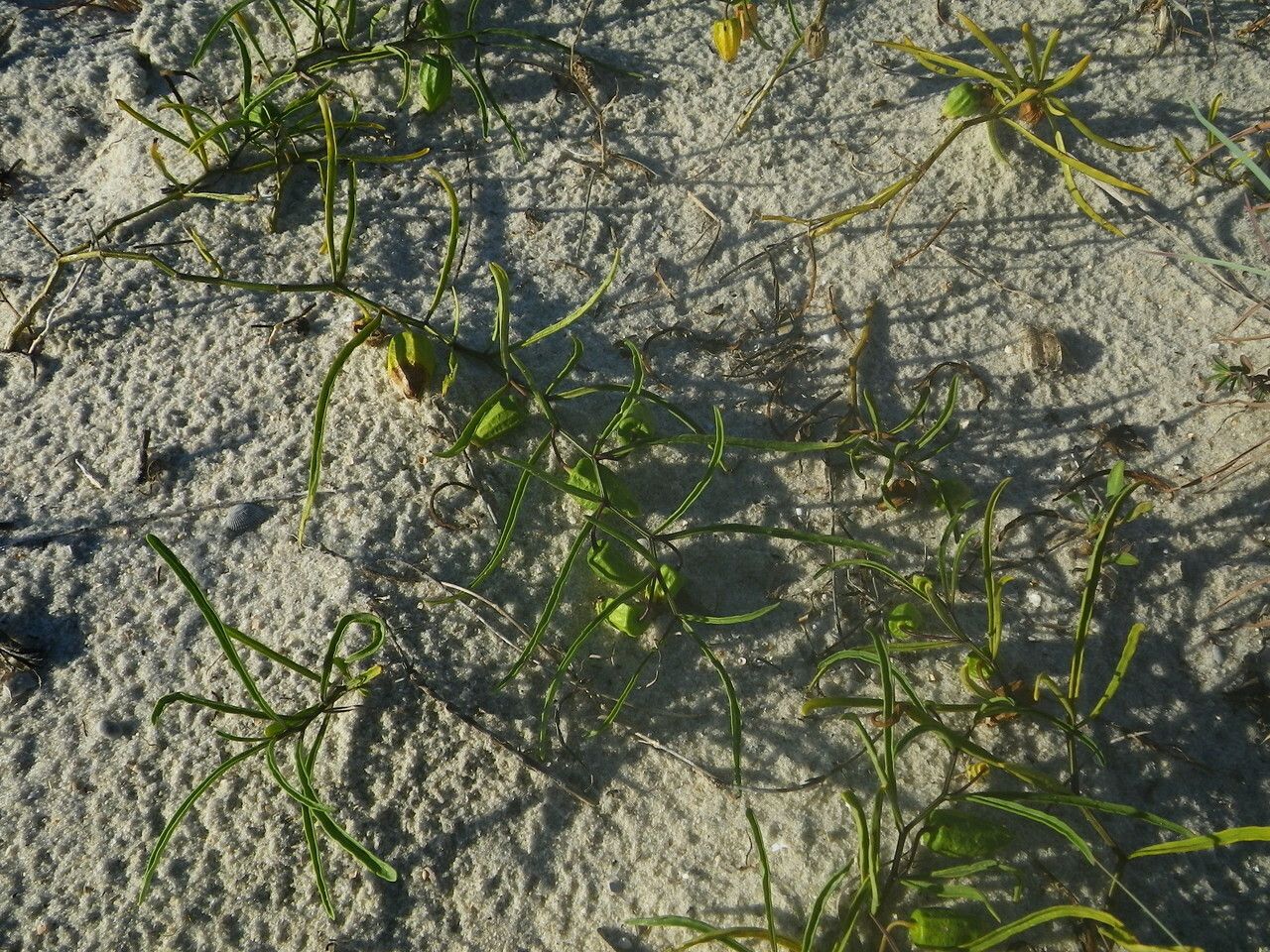 Physalis angustifolia habit