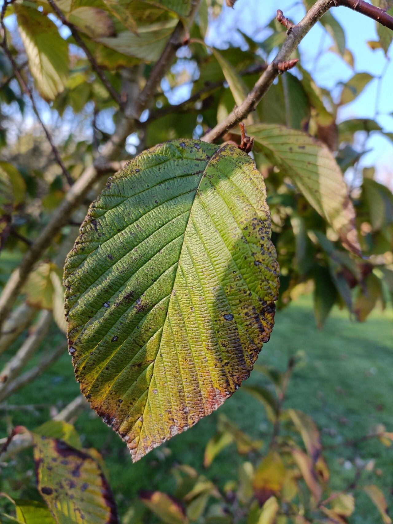 Sorbus pallescens — houseplant care guide