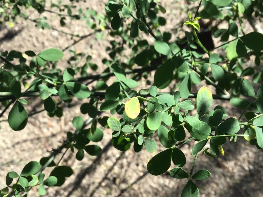 Cytisus heterochrous leaf
