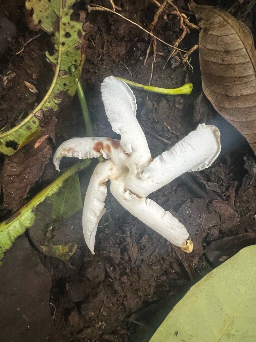 Tabernaemontana stenosiphon flower