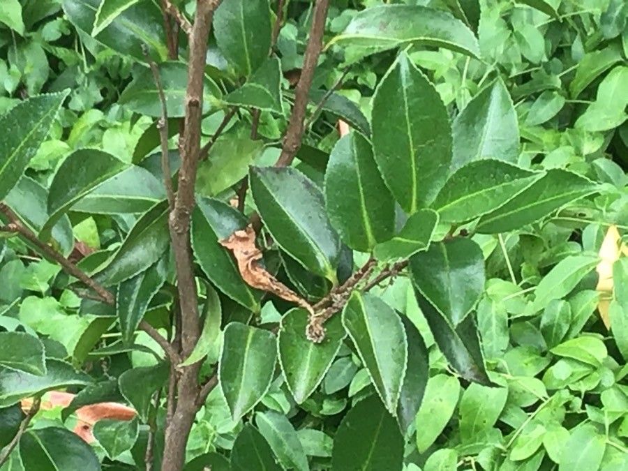 Camellia rosiflora — search result for 'Camellia'