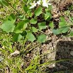 Anemonella thalictroides