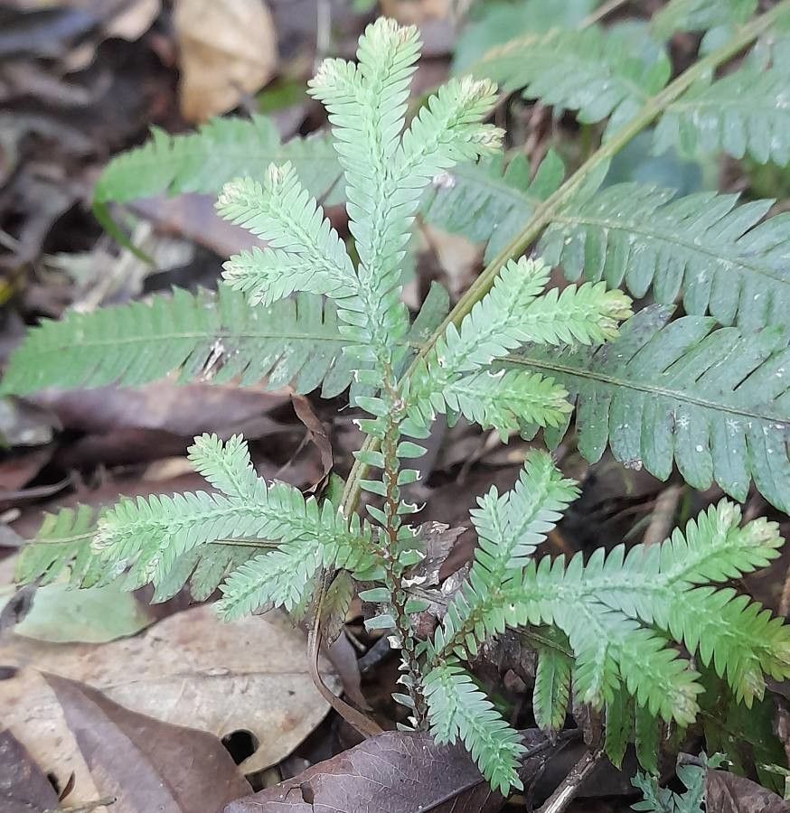 Selaginella sulcata habit