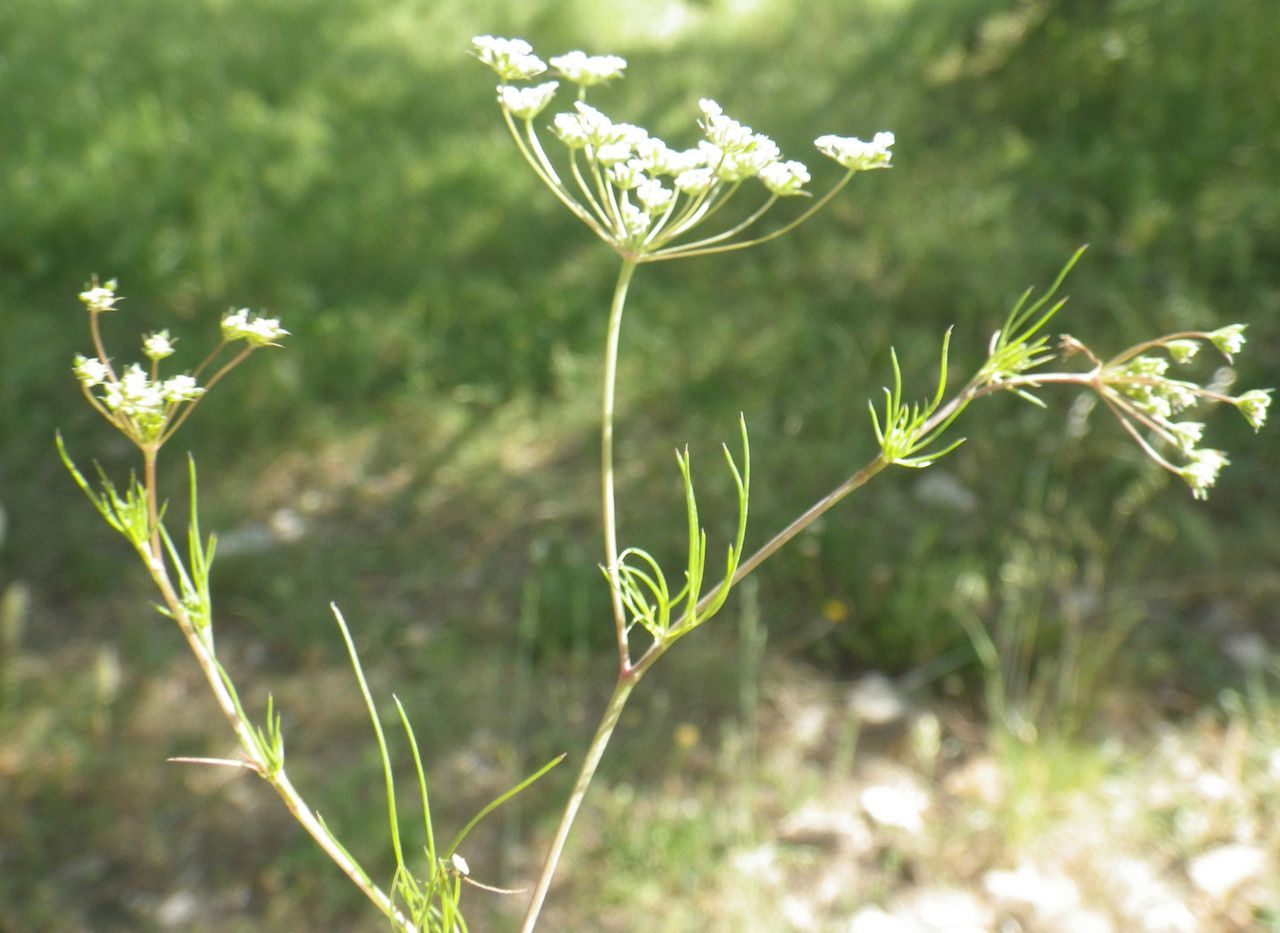 Ammoides pusilla habit