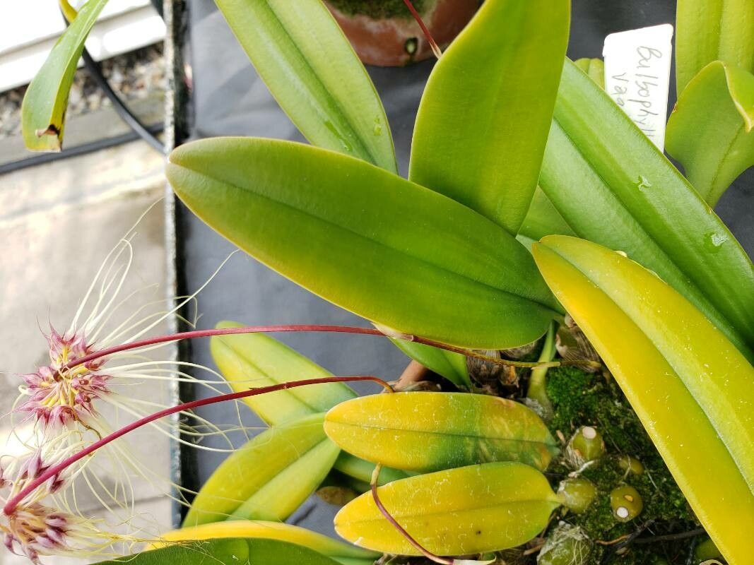 Bulbophyllum vaginatum — search result for 'Bulbophyllum'