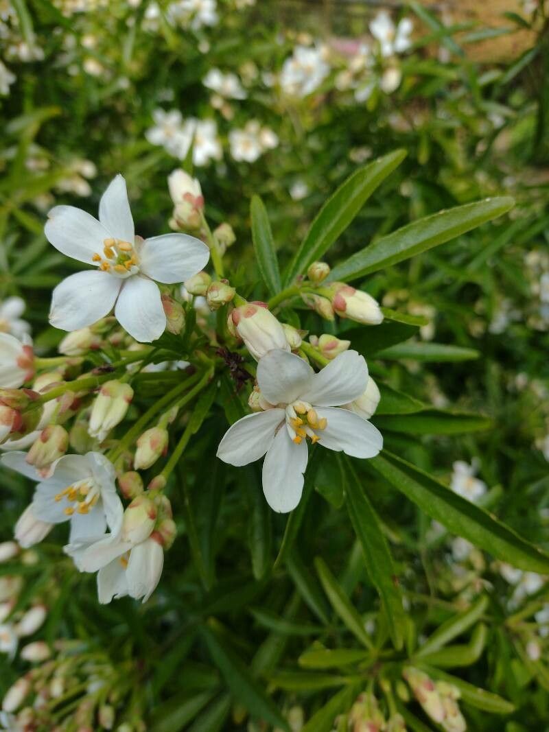 Choisya dumosa flower