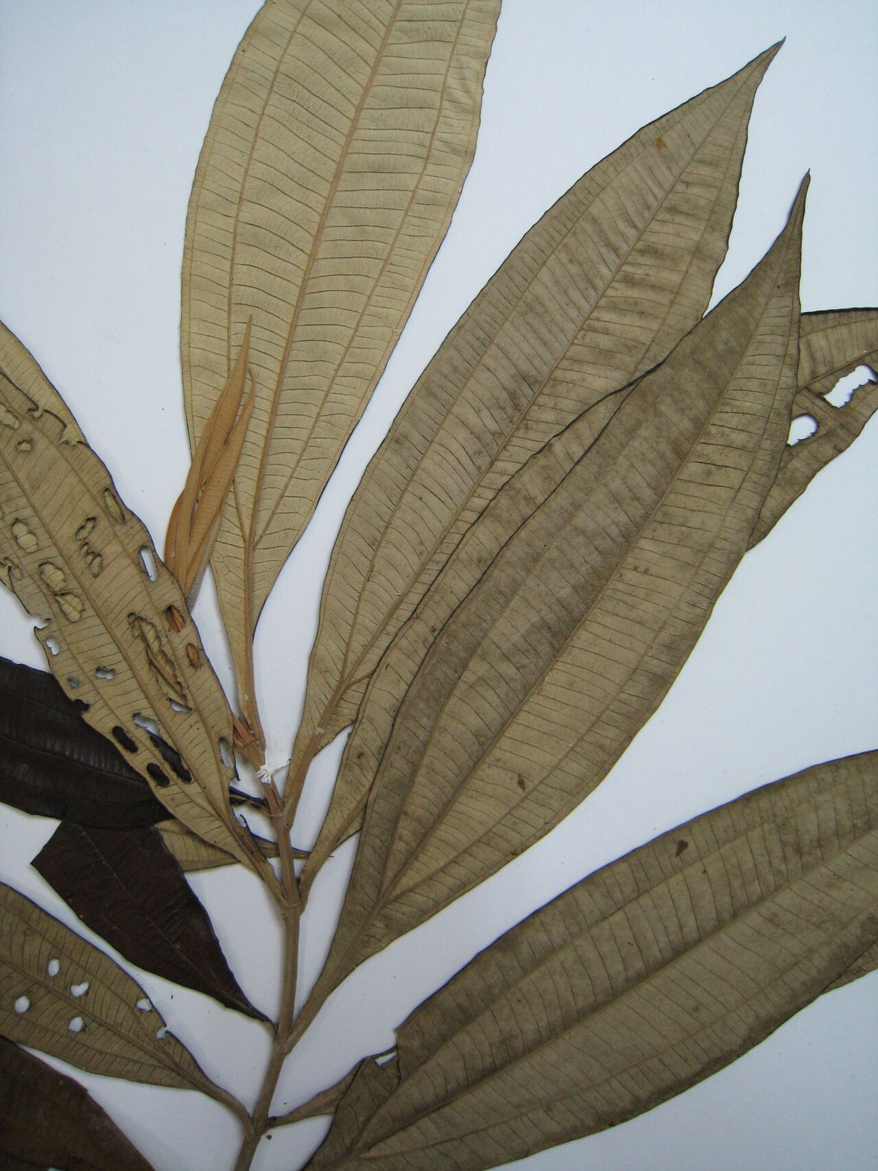 Miconia serialis other